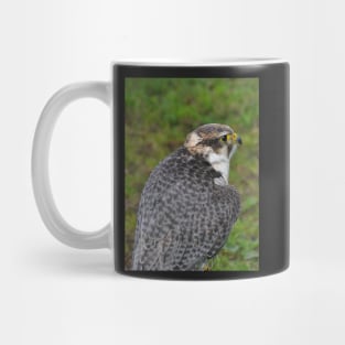 Peregrine falcon Mug